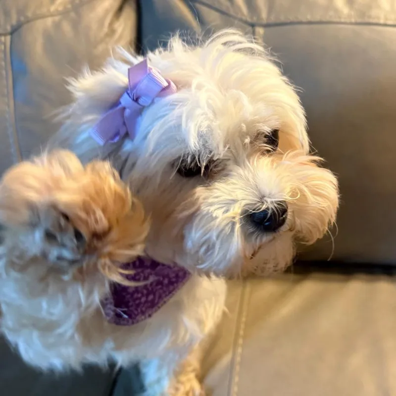 Darcy thumbnail 4