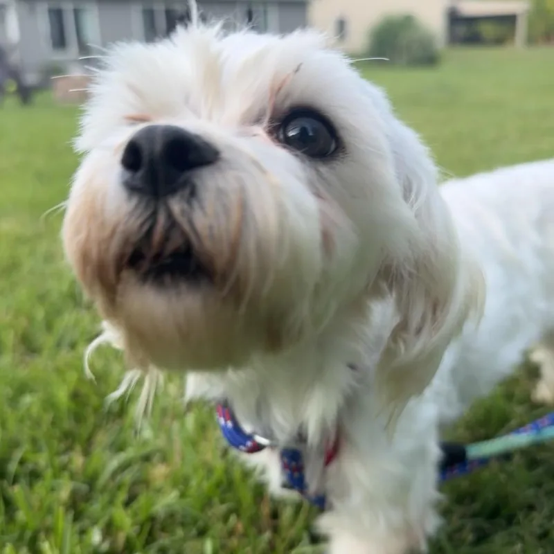 Darcy thumbnail 6