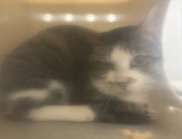 An adult large-sized male Domestic Short Hair cat named Working Cat  Sir for adoption in Silverdale, WA
