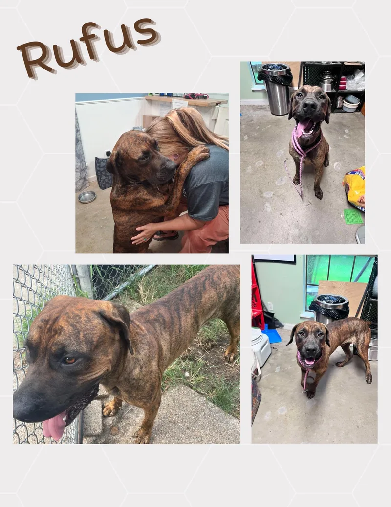 An adult large-sized male Brindle Boxer dog named Rufus for adoption in Spring, TX
