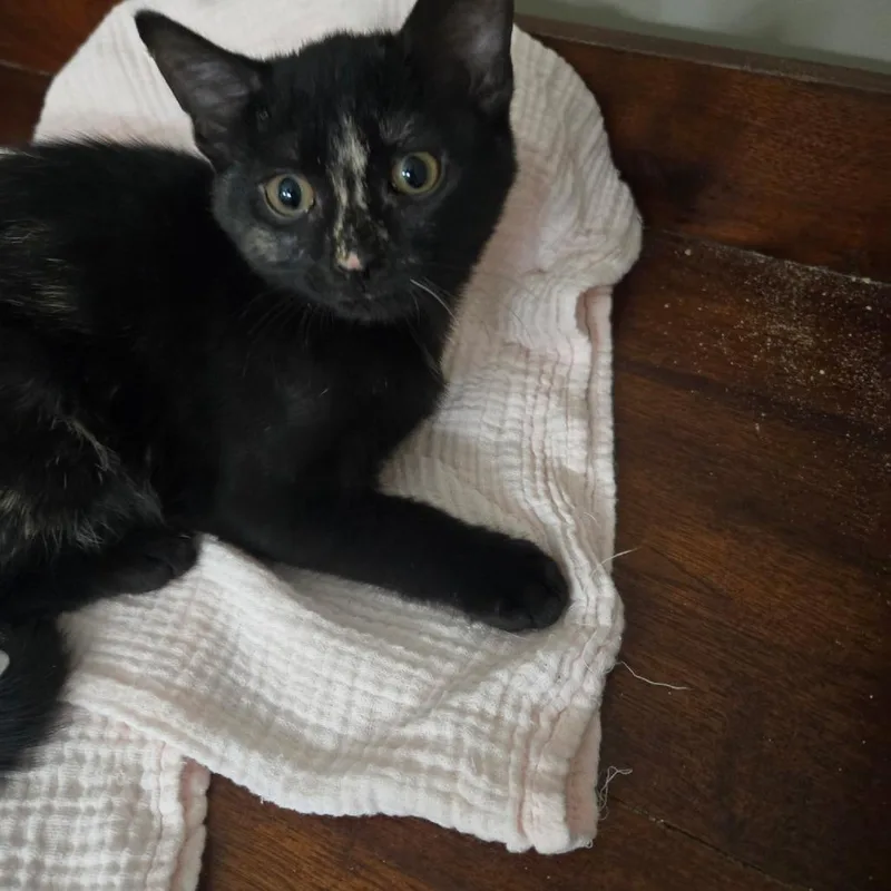A baby small-sized female Black Domestic Short Hair cat named Nutella for adoption in Richmond, VA