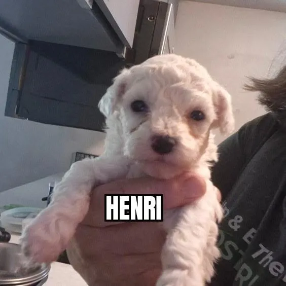 A baby small-sized male White / Cream Bichon Frise dog named Henri for adoption in Olympia, WA