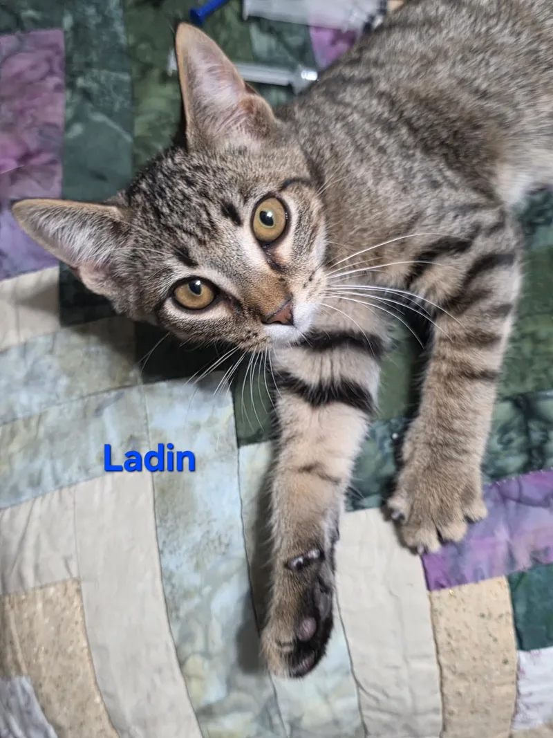 A baby small-sized male Tabby cat named Ladin for adoption in Shrewsbury, MA