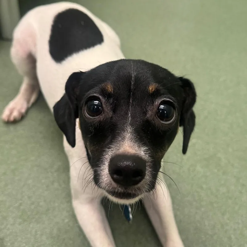 A young small-sized female Black Jack Russell Terrier dog named Brie for adoption in West Palm Beach, FL