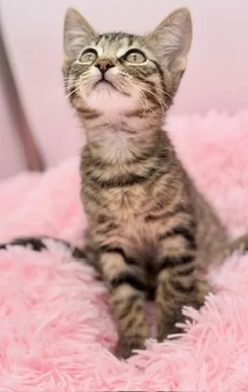 A baby medium-sized female White Tabby cat named Bok Choy for adoption in Covington, LA