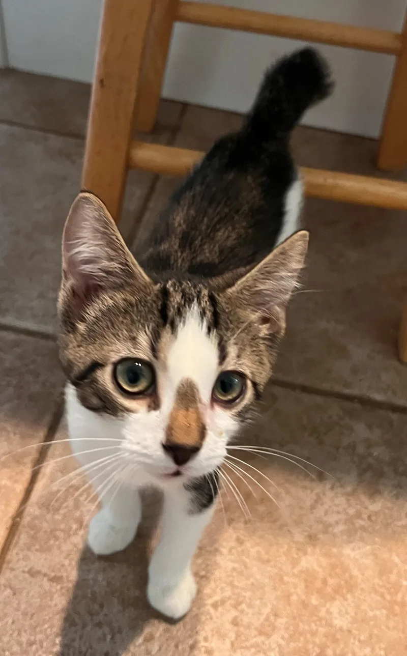 A baby medium-sized male American Bobtail cat named Guacamole for adoption in Landenberg, PA