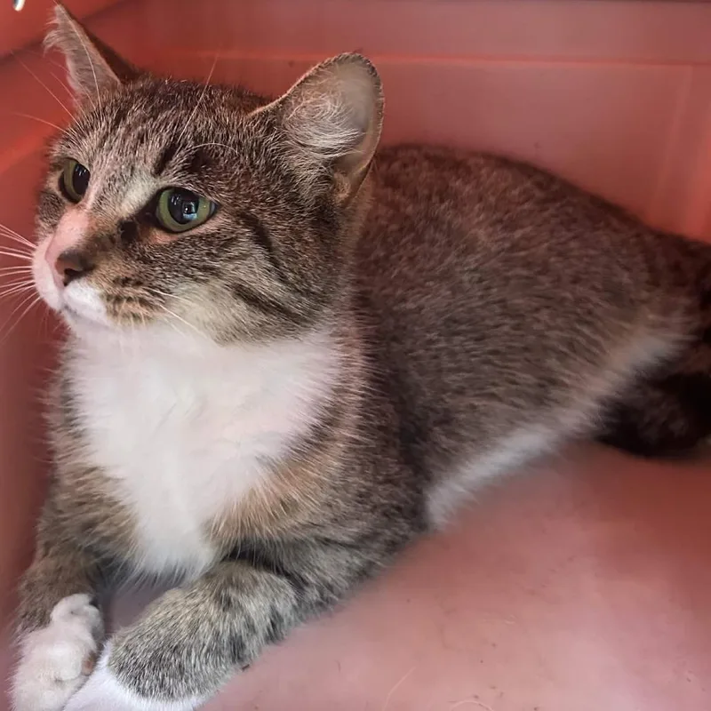 A young small-sized female Gray / Blue / Silver Domestic Short Hair cat named Boots for adoption in Johnstown, PA