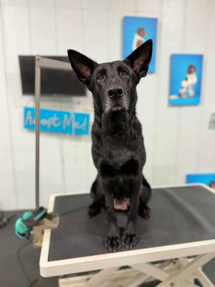 An adult large-sized female Black German Shepherd Dog dog named Darcus for adoption in Media, PA