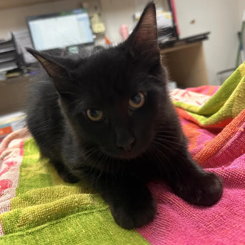 A baby small-sized male Black Domestic Medium Hair cat named Ozzy for adoption in Lakeland, FL
