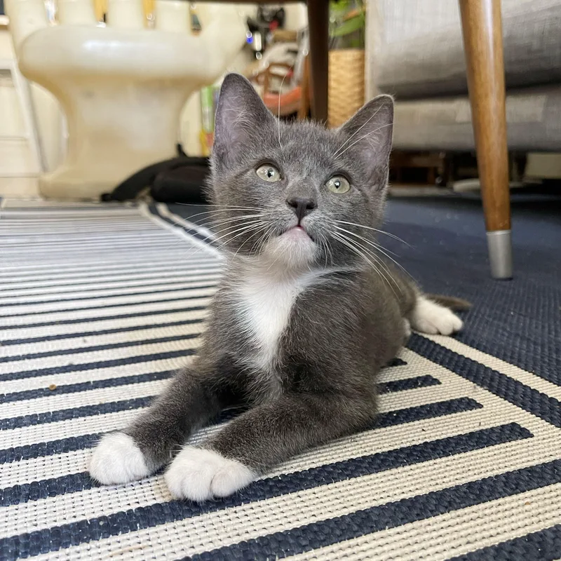 A baby medium-sized female Gray & White Domestic Short Hair cat named Pepto for adoption in BROOKLYN, NY