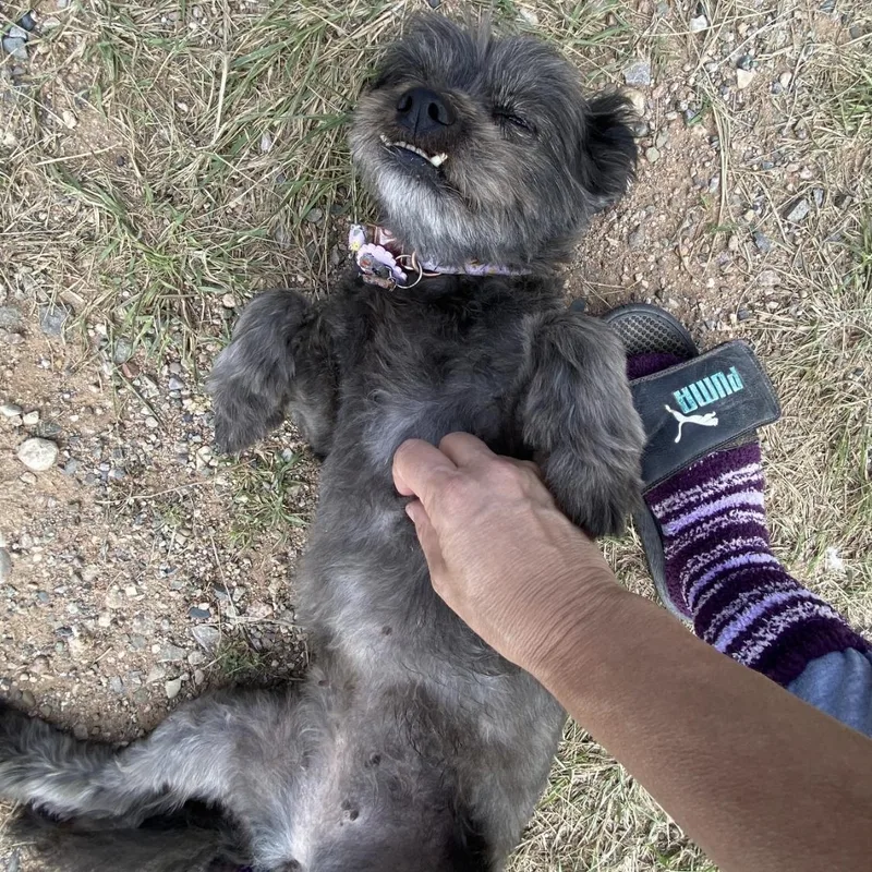 An adult small-sized female Black Terrier dog named Layla for adoption in West Hollywood, CA