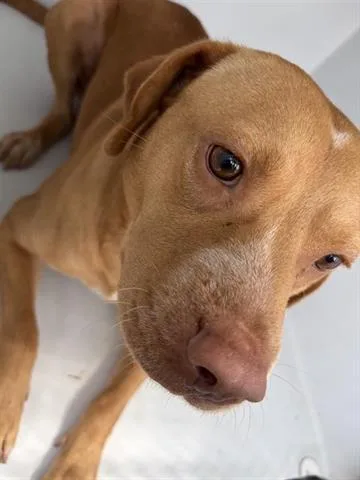 An adult medium-sized male Staffordshire Bull Terrier dog named A for adoption in Houston, TX