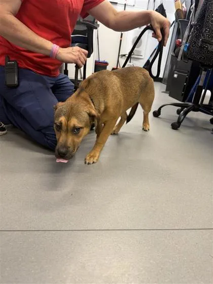 An adult medium-sized female Mixed Breed dog named Ruex for adoption in West Chester, PA