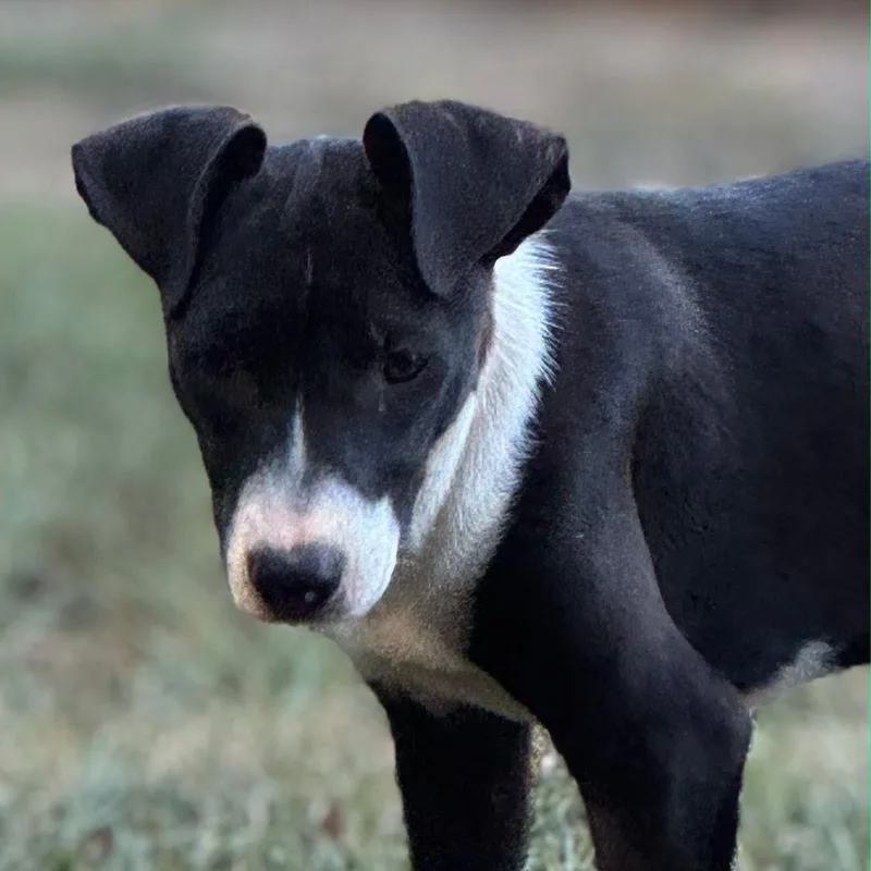 A young medium-sized male Border Collie dog named Rufus for adoption in Holly Springs, MS