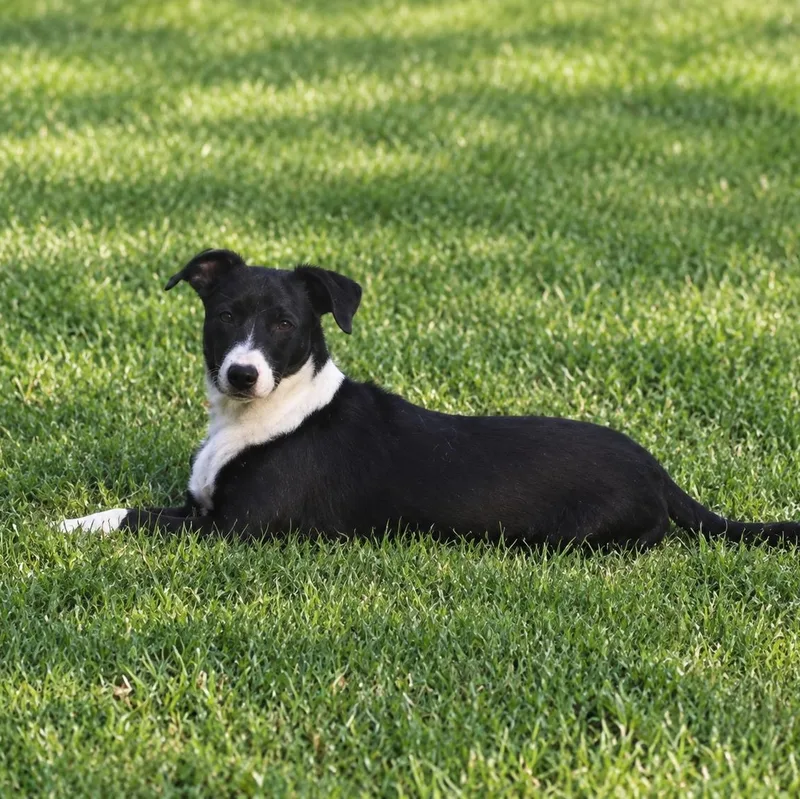 Rufus thumbnail 2