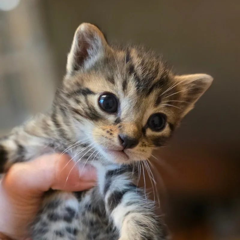 A baby small-sized male Brown / Chocolate Domestic Short Hair cat named Pluto for adoption in Buellton, CA