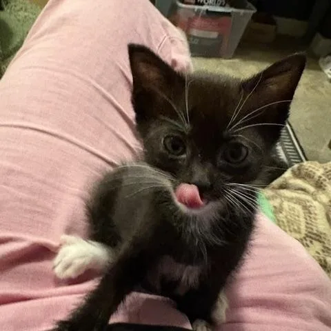 A baby medium-sized female Black & White / Tuxedo Domestic Short Hair cat named Copa for adoption in Portland, OR