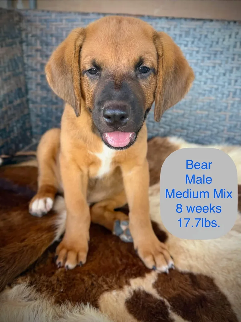 Bear