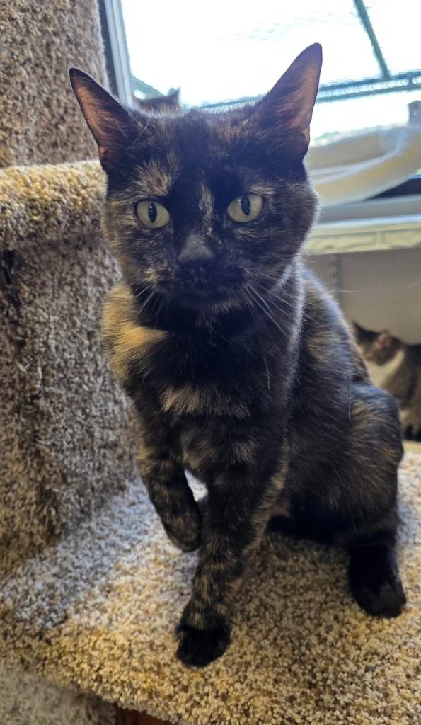An adult small-sized female Domestic Short Hair cat named Cinnamon for adoption in Fremont, OH