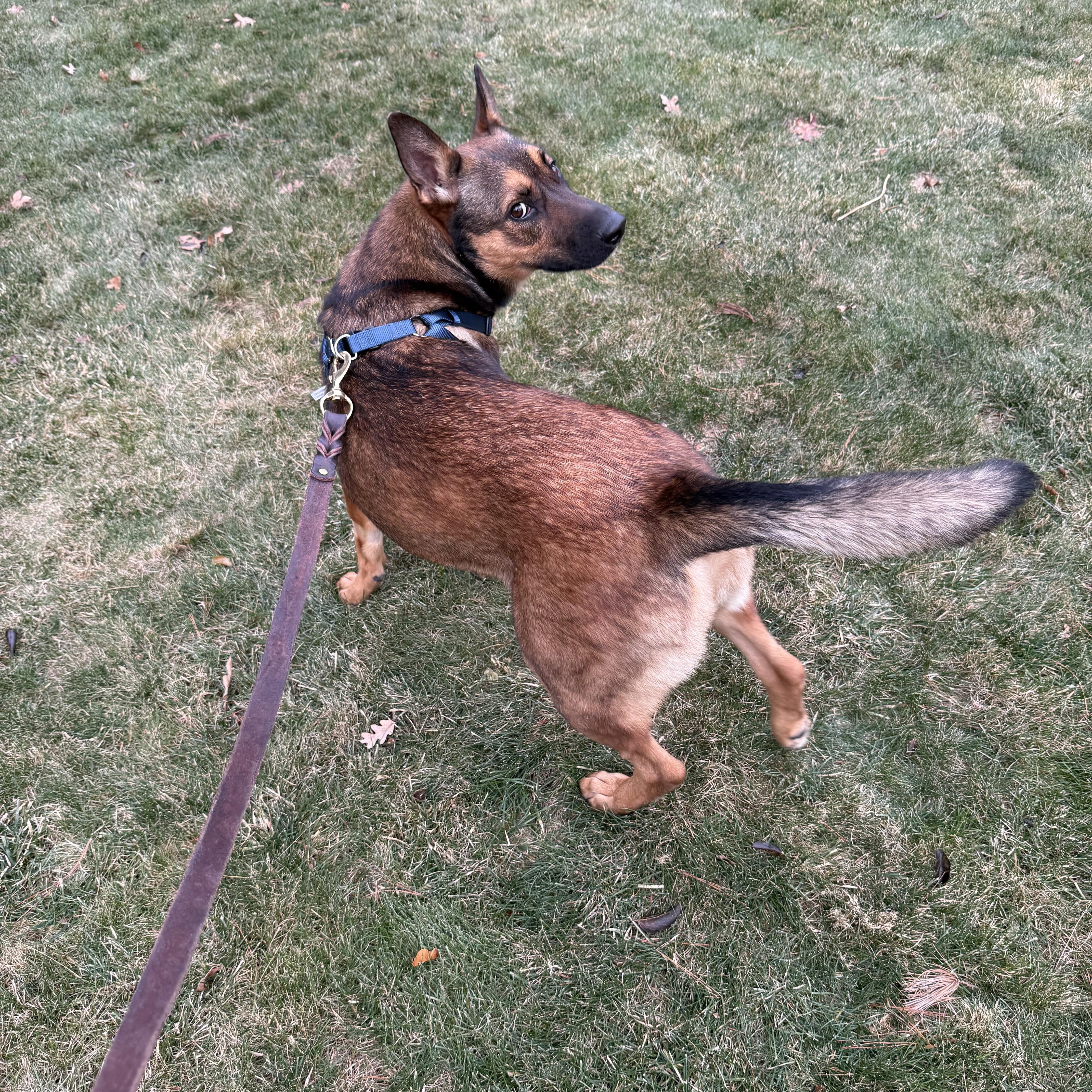 A young medium-sized female Belgian Shepherd / Malinois dog named Pennie for adoption in oriskany, NY