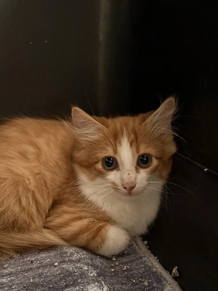 A baby medium-sized male Domestic Medium Hair cat named Catalytic for adoption in Bolivar, MO