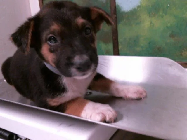 A baby small-sized female German Shepherd Dog dog named Lydia for adoption in Houston, TX