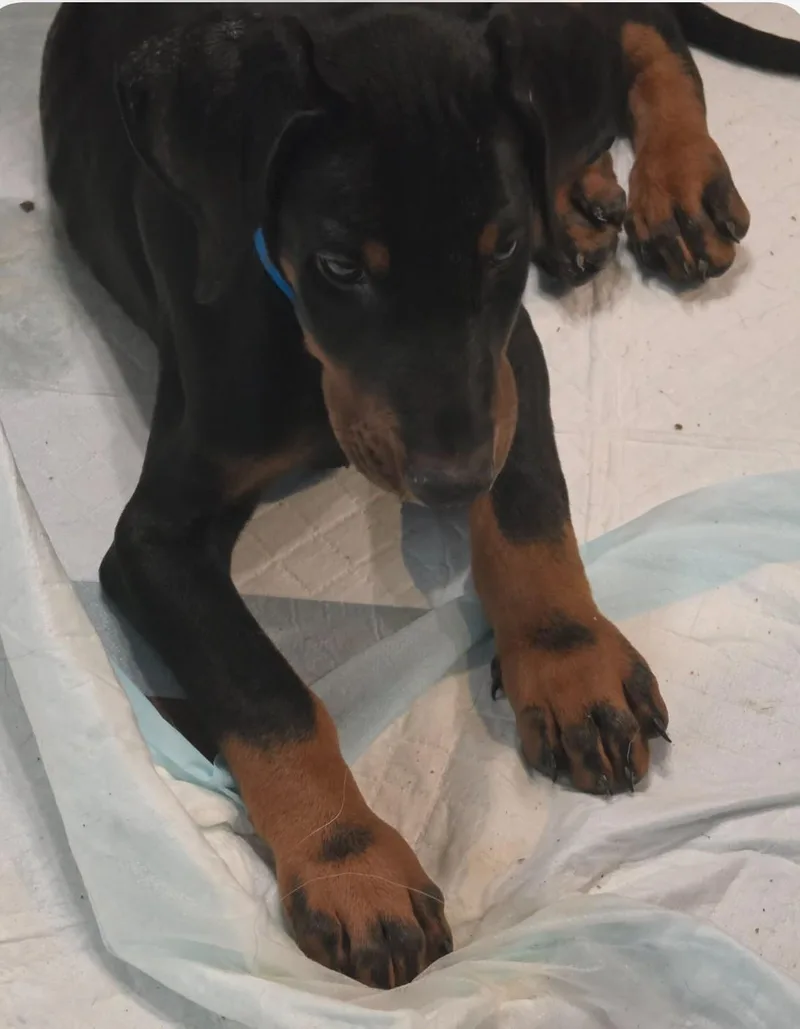 A baby medium-sized male Black Doberman Pinscher dog named Louie for adoption in Oklahoma City, OK