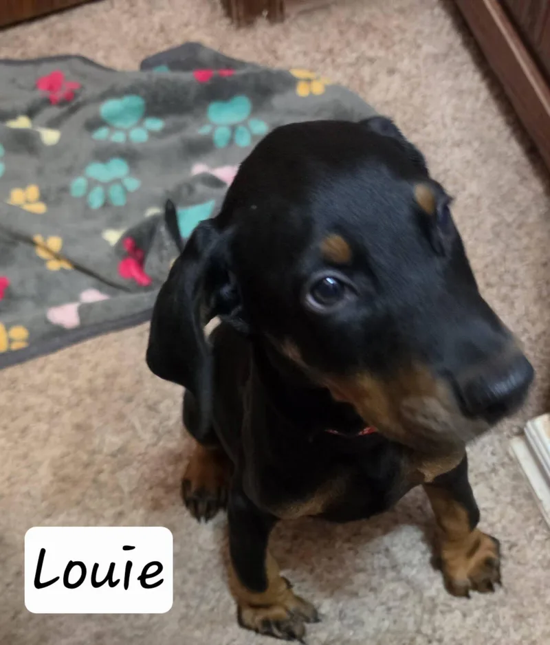 Louie thumbnail 2