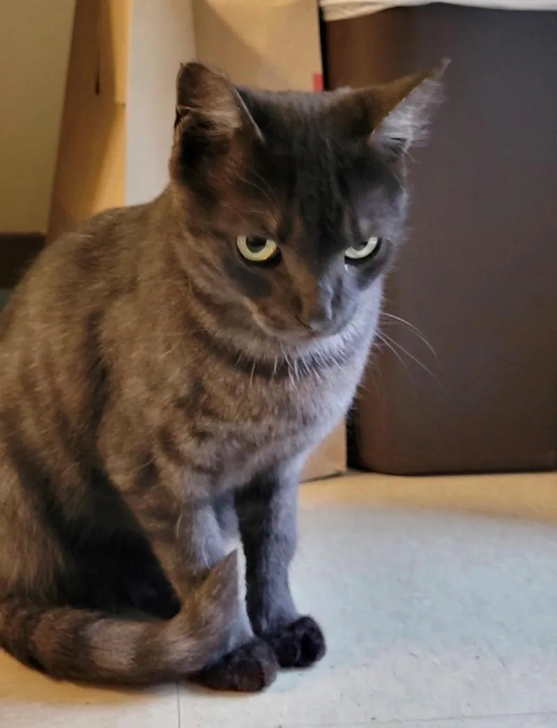 Meowser