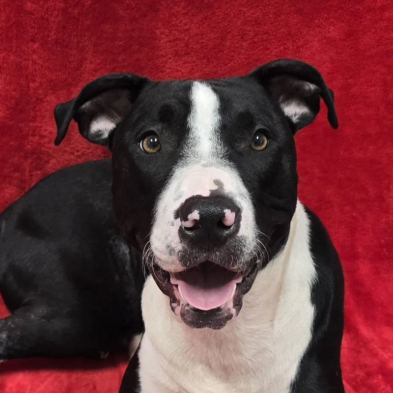 A young medium-sized male Mixed Breed dog named Dexter for adoption in Frankfort, IN