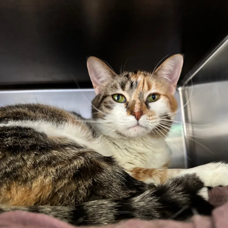 An adult large-sized female Calico Domestic Short Hair cat named Miss Ma'am for adoption in Grand Rapids, MI