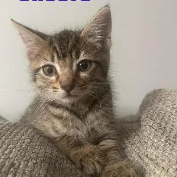 Willow thumbnail 4