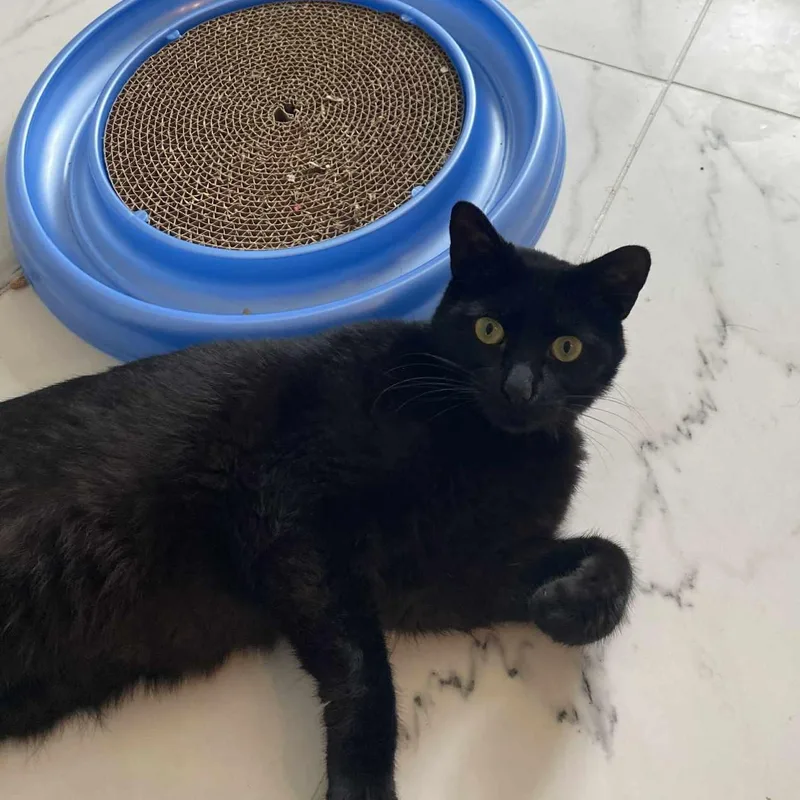 An adult medium-sized male Black Domestic Short Hair cat named Lusine for adoption in Myrtle Beach, SC