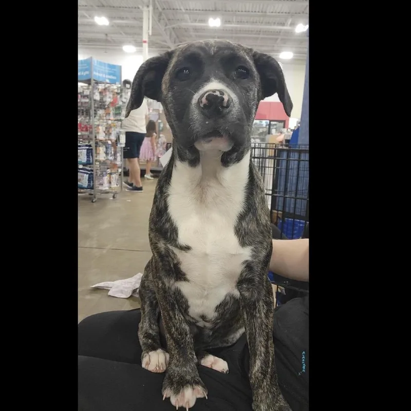 Maserati thumbnail 3