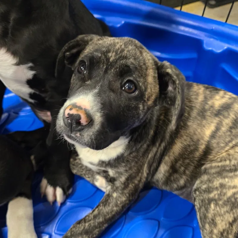 Maserati thumbnail 6