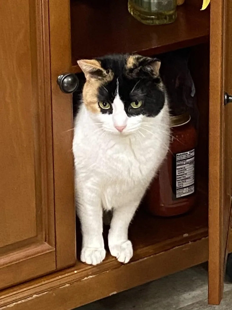 An adult medium-sized female Black Domestic Short Hair cat named Boo and Scout for adoption in Farmingville, NY