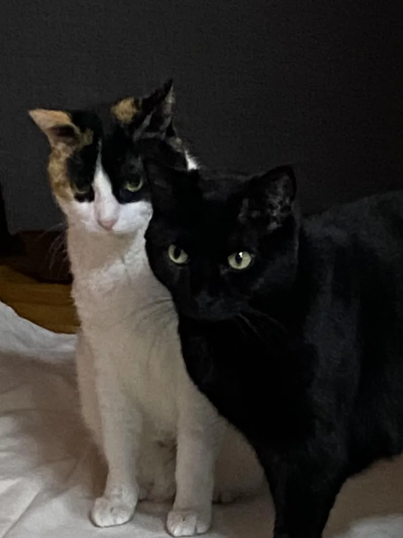 Boo and Scout thumbnail 3