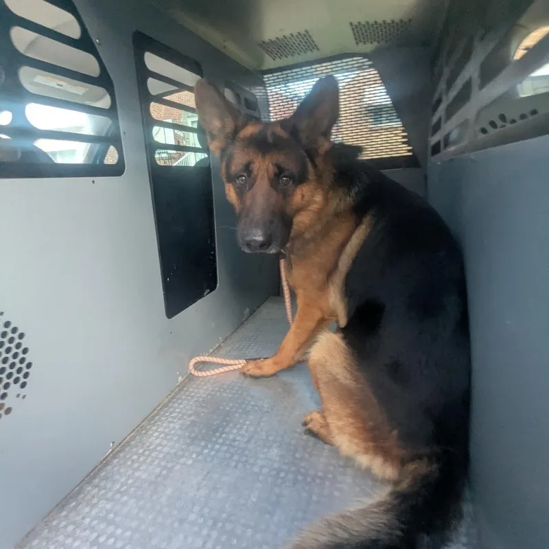 An adult small-sized male Black German Shepherd Dog dog named Maintenance Man for adoption in St. Louis, MO