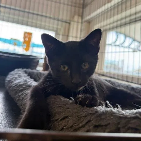 A baby small-sized male Black Domestic Short Hair cat named RorE for adoption in Port Aransas, TX