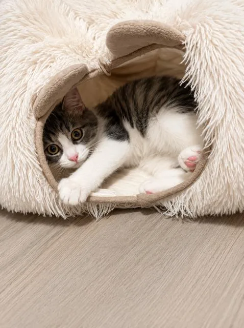 A baby medium-sized female Gray & White Domestic Short Hair cat named Flower for adoption in Houston, TX