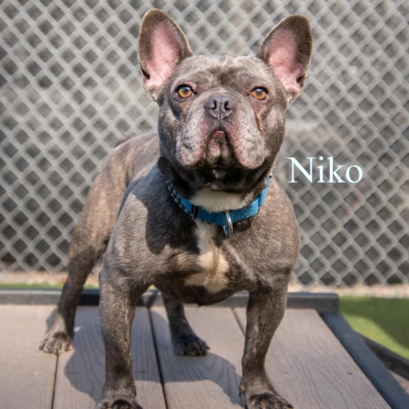 An adult small-sized male Gray / Blue / Silver French Bulldog dog named Niko for adoption in Parkersburg, WV