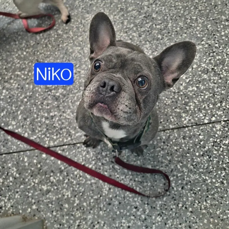 Niko thumbnail 3