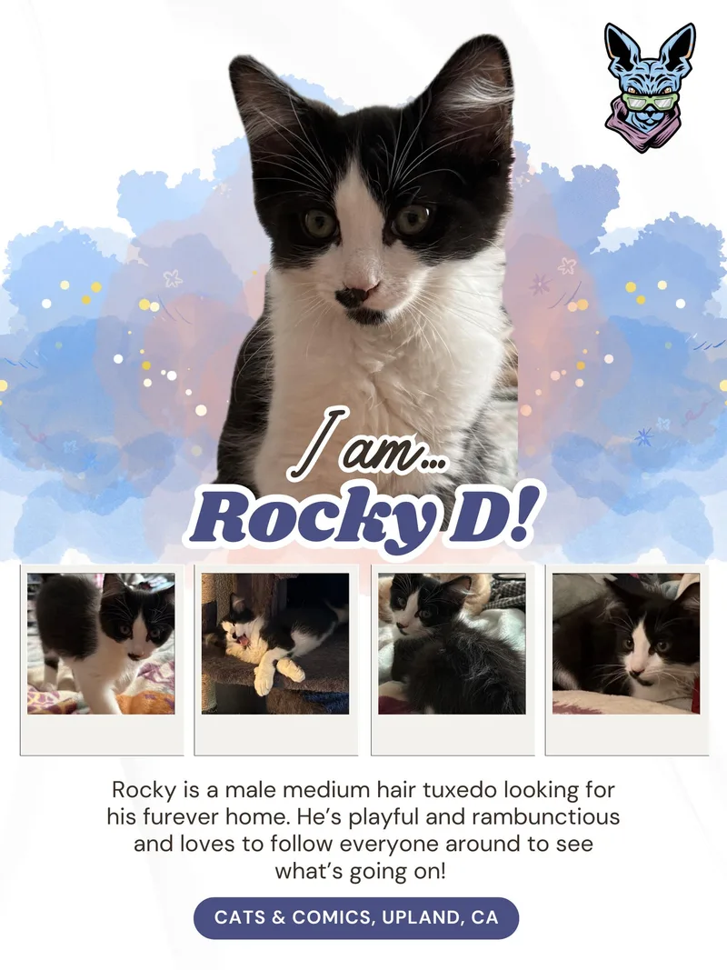 A baby small-sized male Domestic Short Hair cat named RockyD for adoption in chino, CA