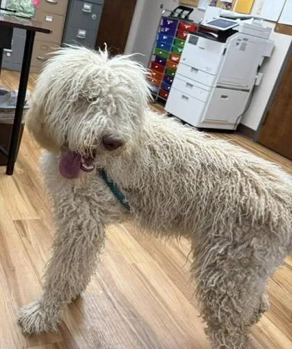 An adult medium-sized male White / Cream Spanish Water Dog dog named Dave for adoption in Canon City, CO