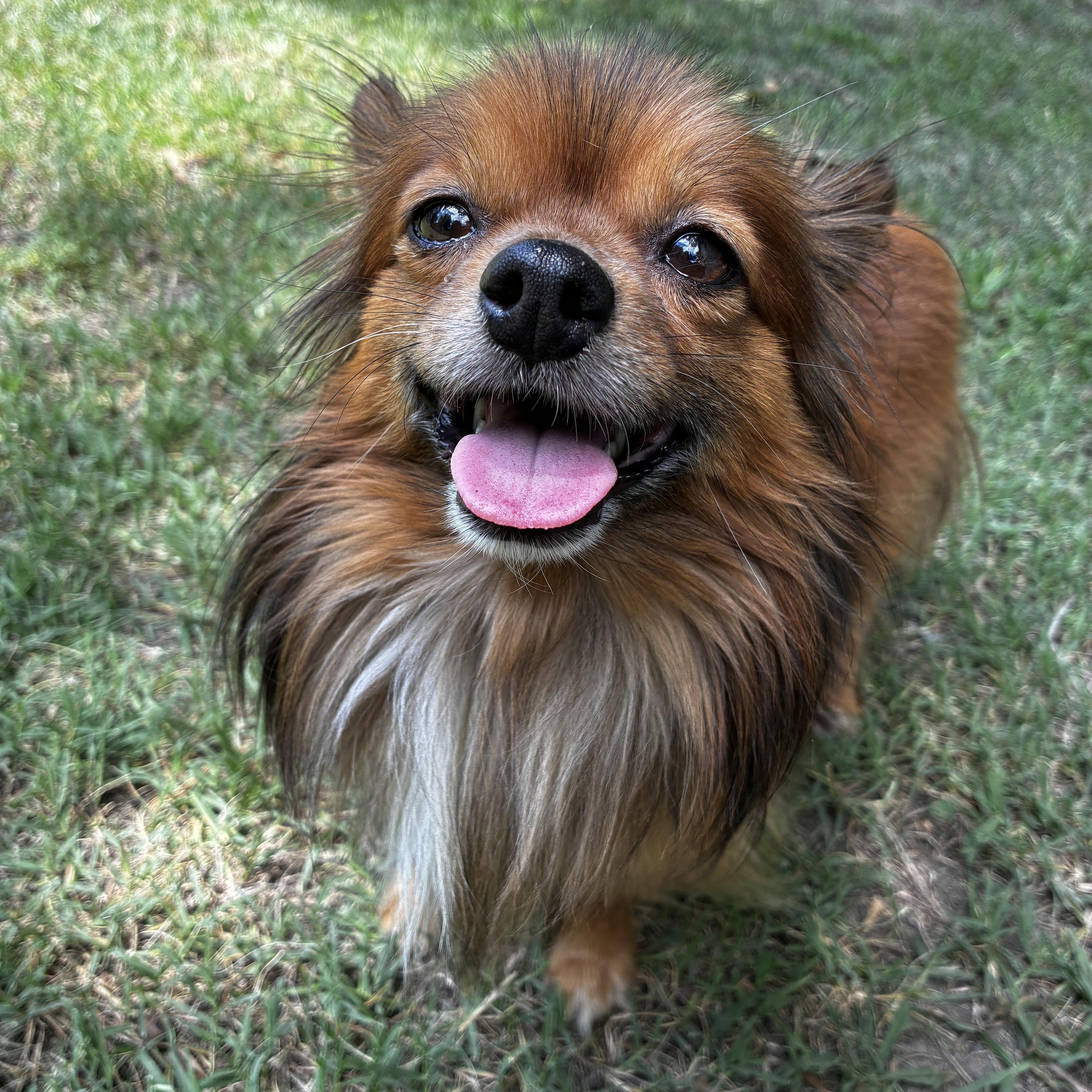 A young small-sized male Pomeranian dog named Rusty for adoption in Matthews, NC
