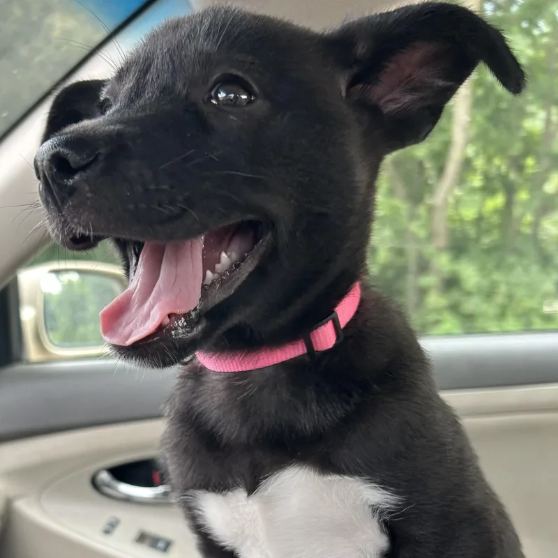 Zelda thumbnail 2