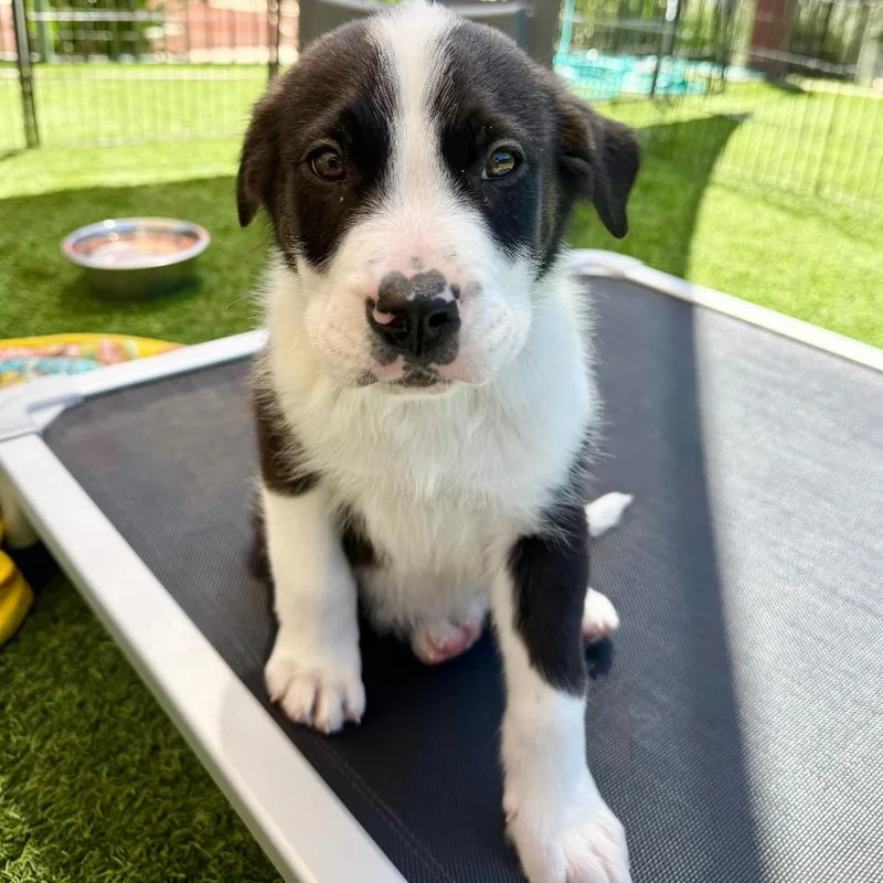 A baby small-sized male White / Cream Border Collie dog named Ben for adoption in Agoura Hills, CA