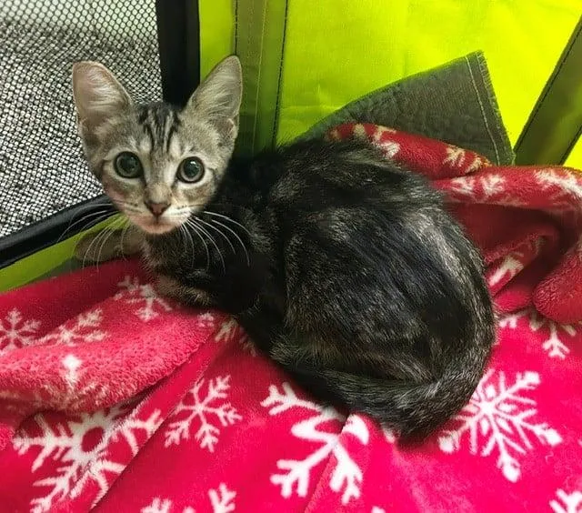 A baby medium-sized female Tabby (Brown / Chocolate) Domestic Short Hair cat named Bambi for adoption in Jacksonville, FL