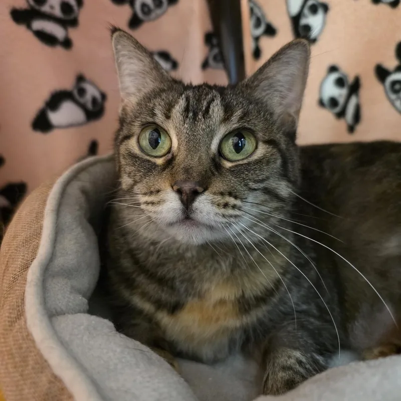 An adult medium-sized female Tabby (Brown / Chocolate) Domestic Short Hair cat named Sekura  Independent Lady for adoption in Oshkosh, WI
