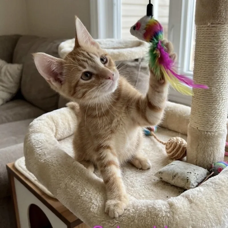 A baby small-sized female Orange & White Tabby cat named Solnyshka for adoption in Westland, MI